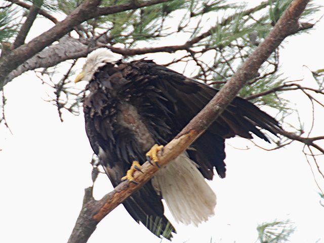 Bald Eagle